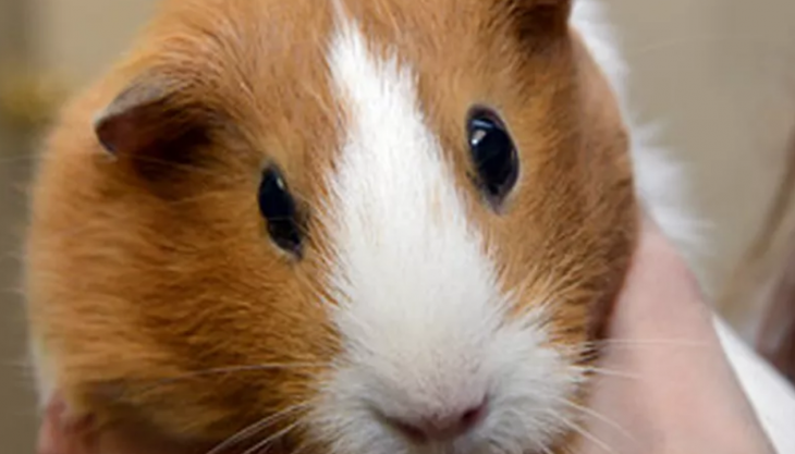 La musique compressée fatiguerait les cochons d'Inde