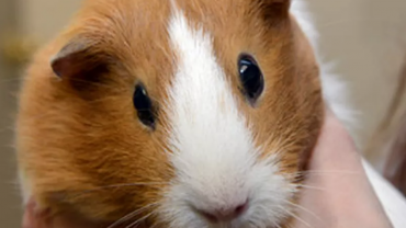 La musique compressée fatiguerait les cochons d'Inde