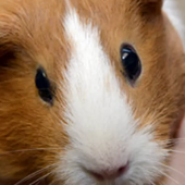 La musique compressée fatiguerait les cochons d'Inde